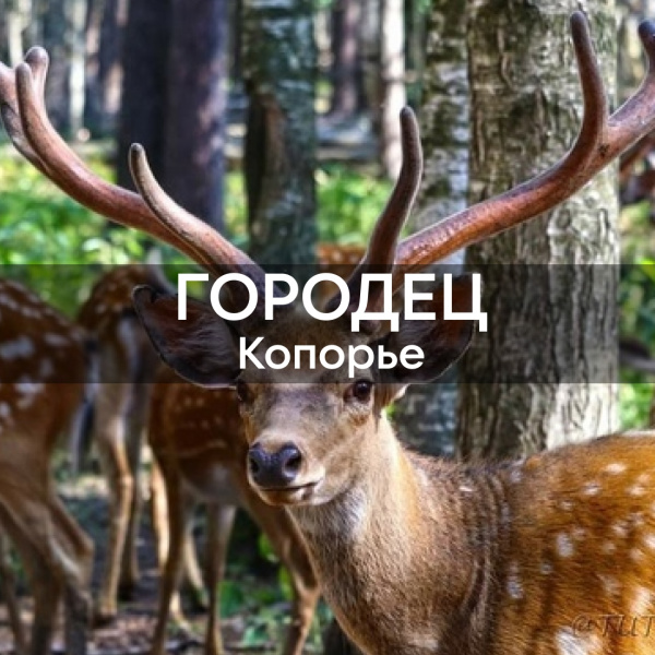 Экскурсия: Копорье – Городец - фото
